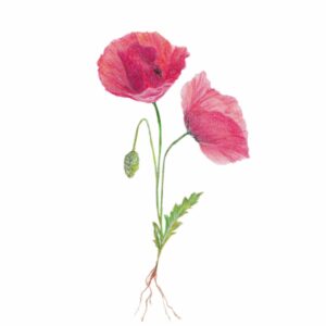 crayon de couleur coquelicots fleur dessin illustration realiste