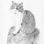dessin illustration realiste portrait crayon chat commande particulier animaux animal dessin animalier