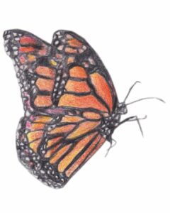 dessin portrait illustration realiste papillon couleur crayon