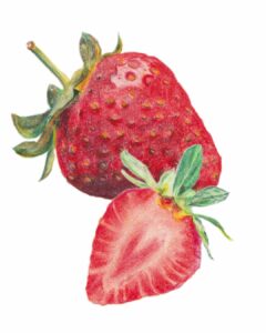 illustrations dessin realiste portrait crayon de couleur fraise emballage packaging etiquette