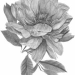 dessin portrait illustration crayon fleur