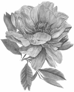 dessin portrait illustration crayon fleur