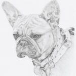 portrait animalier chien illustration realiste crayon commande particulier cadeau