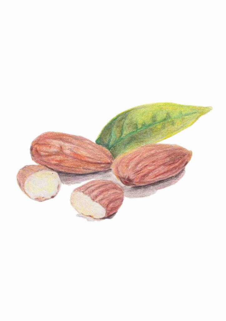 illustration d’amandes aux crayons de couleur