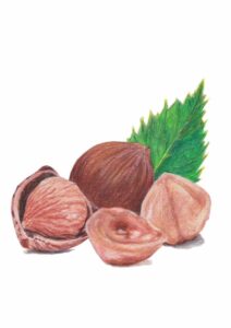 illustration de noisettes
