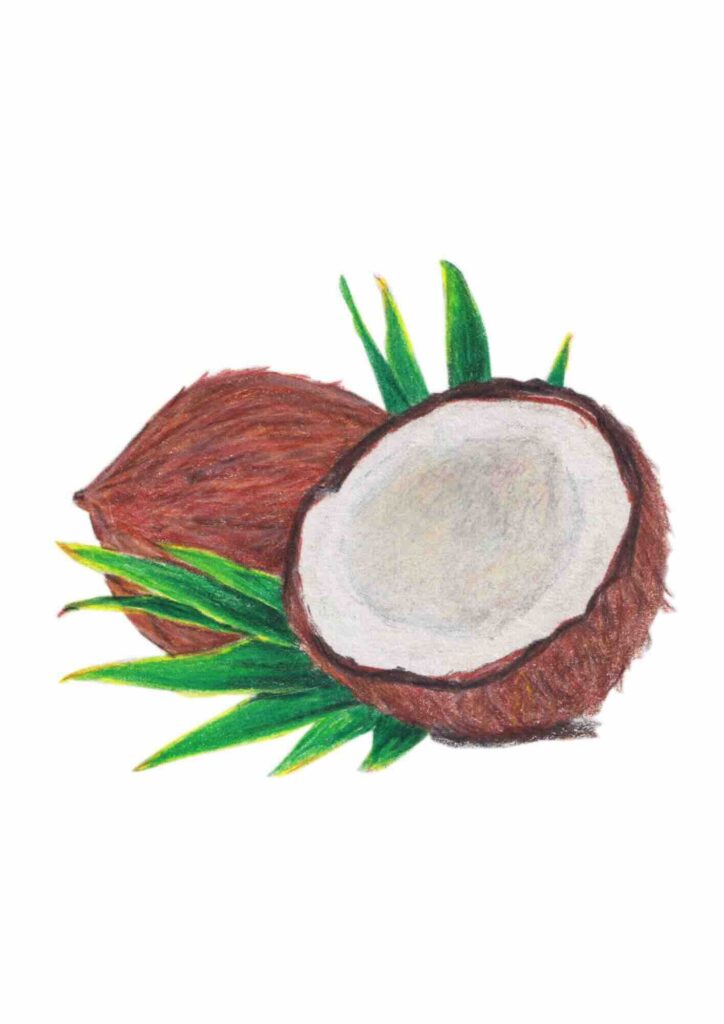 illustration de noix de coco aux crayons de couleur