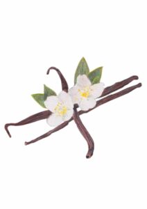 illustration de vanille