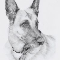 portrait animalier chien illustration realiste crayon commande particulier cadeau