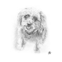 chien caniche animal portrait